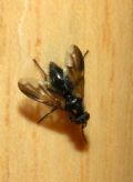 Paykullia maculata